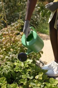 Community Gardens - Passion Projects for Black women over 40